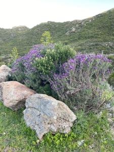 Gallery image of Villa Pleine campagne Jacuzzi 15 mn Saint Florent in Santo-Pietro-di-Tenda