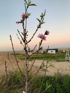 a tree with pink flowers in a field at BH מתחם קמפינג ואוהלים in Nevatim