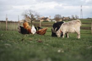 een groep op een veld grazende kippen en geiten bij Gite du Moulin in Saint-Laurent-dʼAndenay