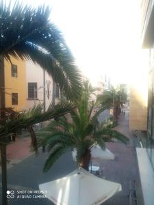 Blick auf eine Palme von einem Gebäude in der Unterkunft Las Canteras, your beach home in Las Palmas de Gran Canaria