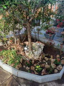 ein kleiner Baum in einem Garten mit Felsen und Pflanzen in der Unterkunft La Casa di Piccolì - APPARTAMENTO in Ancona