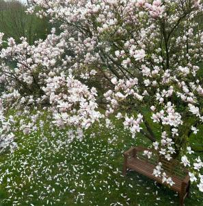 un banco de parque bajo un árbol con flores rosas en Ferien und Freizeithof Engelau - Zi 3, en Giekau