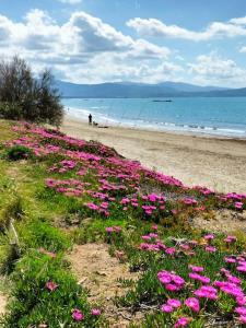 un campo de flores rosas en la playa en Residence Solalto, en San Vincenzo