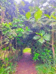 um caminho no meio de uma floresta com árvores em Jubilee Campsite Swim & Paint em Las Piedras
