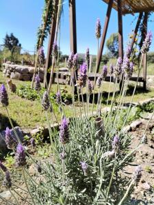 a bunch of purple flowers in a garden at Armonia - La Victoria - Tarija in Tarija