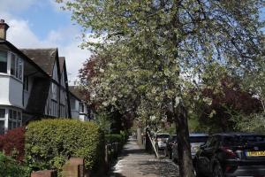 a tree on a street with cars parked on the side at 5 Bed Luxury London Home in London