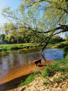 un perro caminando en el agua junto a un río en Domki w Dolinie Radomki, 