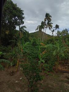 a jungle with palm trees and a hill in the background at Hostal claire in El Quije
