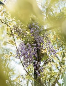 a bunch of purple flowers in a tree at St Paul's Hotel in London