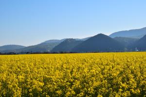 a field of yellow flowers with mountains in the background at Alessia Apartment in Cristian