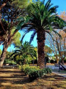 Κήπος έξω από το Studio centre-ville à 2 pas de la plage +4 φωτογραφίες