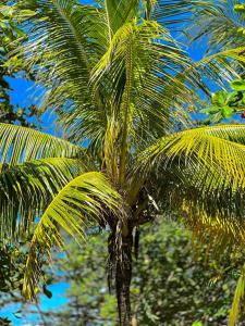 Una palmera con hojas encima. en El Deseo Serendipity Tortuguero, en Tortuguero