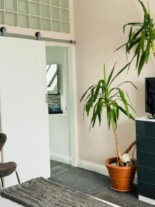 a potted plant in a living room with a door at Penthouse Suite, Central St Leonards, Sea View in St. Leonards
