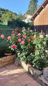 einen Garten mit rosa Rosen und einem Zaun in der Unterkunft BnB LES OISEAUX, chez Claude et Lidia, 26 à 44m2, 2ème étage in Vendlincourt