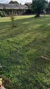 un campo de hierba verde con un árbol. en Chambre, en Brézé