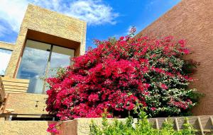 a large bush of pink flowers on the side of a building at 10 Room ScottsdaleResortVillas by AmericanVacationliving in Scottsdale