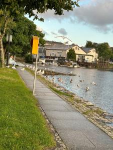 un grupo de patos nadando en un río en Heart of City Centre Stunning View, en Galway