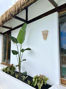 una pianta in un vaso sul lato di un edificio di Villa Ocean Breeze a Firgas