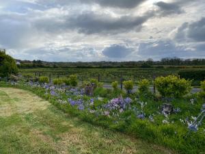 un jardin avec des fleurs violettes dans un champ dans l'établissement Shannon Park House, à Sligo