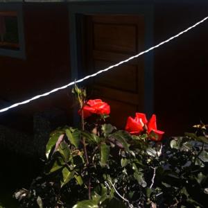 a bush of red roses in front of a house at TITICACA'S SALA UTA in Puno
