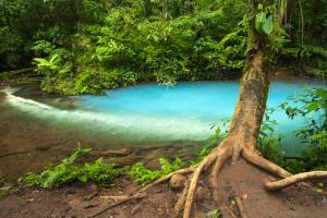 ビハグアにあるMi Casa es Su Casa: Vacation Rentalの青い水の木