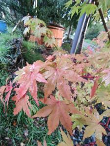 Un jardín fuera de Rustico Pucon