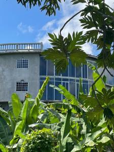 budynek z zielonymi roślinami przed nim w obiekcie TheDream StMary w mieście Saint Mary