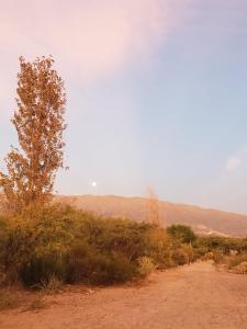 uma estrada de terra com uma árvore e montanhas ao fundo em willkasunco Casa Hospedaje em Amaicha del Valle