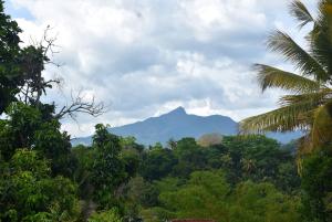 góra w środku dżungli z drzewami w obiekcie Kandy Blossom Residence w mieście Kandy
