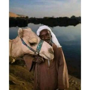 Άλλα ζώα σε αυτό το διαμέρισμα ή στη γύρω περιοχή