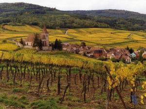 a small village in a vineyard with a church and a field of grapes at Le Prévôt Comfortable holiday residence in Hunawihr