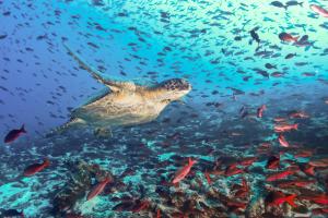 Animaux dans l'hôtel ou à proximité