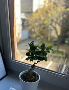 Φωτογραφία από το άλμπουμ του Limoges Centre Appartement de Charme στη Λιμόζ