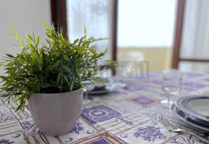 una pianta in vaso seduta sopra un tavolo di LUCIANA 1P terrazza fronte mare e posto auto a Castiglione della Pescaia