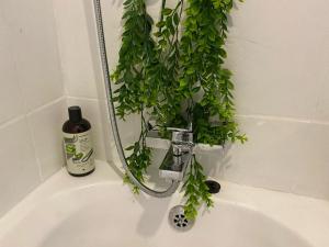 une plante assise au-dessus d'un lavabo dans la salle de bains dans l'établissement Peaceful Suburban Utopia, à Sandton