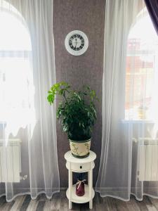 une plante en pot assise sur une table à côté de deux fenêtres dans l'établissement Готель Лаванда на Ривьере , Карпатский чан, Фонтанка 1 Одесса, à Fontanka