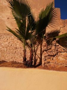 a palm tree sitting next to a stone wall at Maison de ville sousse in Sousse