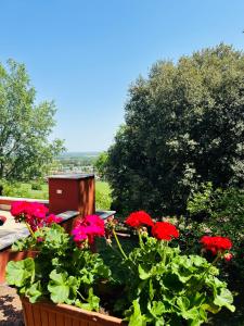 Villa degli Olmi في كاستيل سان بييترو تيرمي: حفنة من الزهور الحمراء في حديقة