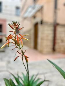 a plant with orange flowers in front of a building at Light House Bisceglie in Bisceglie
