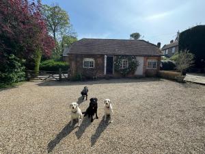three dogs are standing in front of a house at Charming one bedroom cottage in Basingstoke