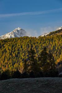 a mountain in the distance with trees in the foreground at Cresta Palace Celerina in Celerina