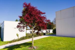 アルスーアにあるHotel A Curuxa Wellnessの建物の隣の庭の赤い木