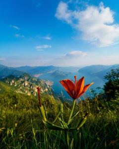 a red flower sitting on top of a mountain at Lavinia Suite - Romantic & New! in Marone