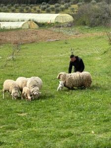 カドネにあるBastide Bellugue Maison d'hôtes réseau Bienvenue à La Ferme à 3 minutes de Lourmarinの一群羊