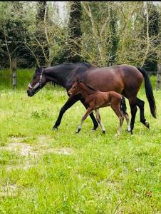 een paard en een babypaard die in een veld lopen bij Maison au milieu des chevaux in LʼIsle-sur-la-Sorgue