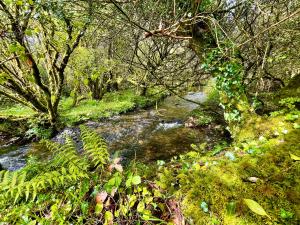 a stream in the middle of a forest with trees at Shepherds Hut Glamping in Bantry