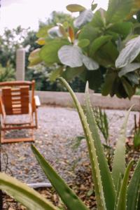 einen Stuhl und einen Kaktus in einem Garten in der Unterkunft Quinta dos Samaniego - Chalés Rústicos in Itaúnas