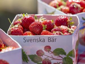 Ein Haufen Erdbeeren in Kisten auf dem Tisch. in der Unterkunft Holiday home LAHOLM XIV in Laholm