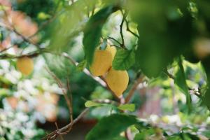 Фотография из галереи Casa al Centro della Costiera в Майори