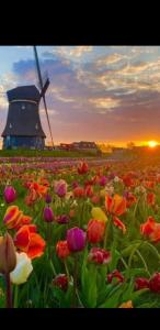 ein Blumenfeld mit einer Windmühle im Hintergrund in der Unterkunft B&B CaSandra in Volendam